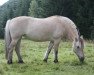 Zuchtstute Turboline Vidvej (Fjordpferd, 2000, von Amandus Nordskog)