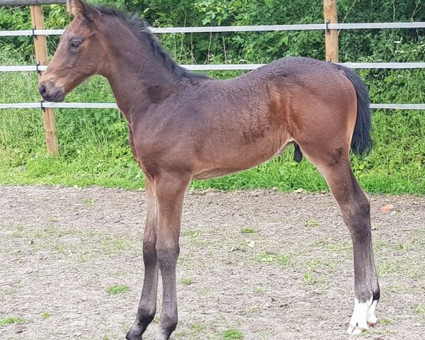 jumper Dieter (Zangersheide riding horse, 2020, from Dominator 2000 Z)