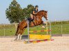 dressage horse Die Kleine 3 (KWPN (Royal Dutch Sporthorse), 2008, from Wynton)