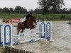 jumper Centino 14 (Oldenburg show jumper, 2013, from Indoctro)