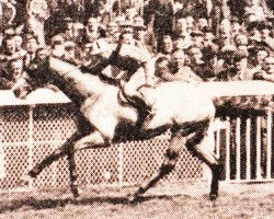 stallion Drumhead xx (Thoroughbred, 1953, from Court Martial xx)