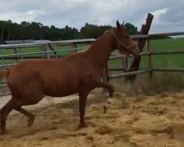 dressage horse Stute (Hanoverian, 2018, from Secret)