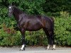 broodmare Henrike 16 (Hanoverian, 2014, from Heinrich Heine)