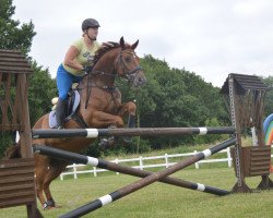 jumper Webstar 10 (Hanoverian, 2005, from Wendehals)