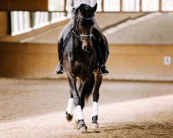 dressage horse Juno (Hanoverian, 2007, from Hotline)