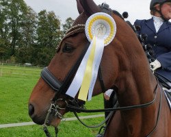 dressage horse Estolas (Bavarian, 2009, from Estobar NRW)