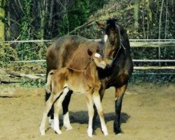 horse Grossi 1 (Rheinländer, 1989, from Grosso Z)