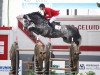 jumper Zeusz (Oldenburg show jumper, 2010, from Cartogran)