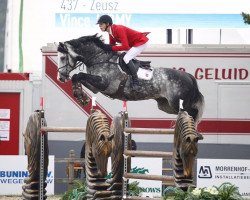 jumper Zeusz (Oldenburg show jumper, 2010, from Cartogran)