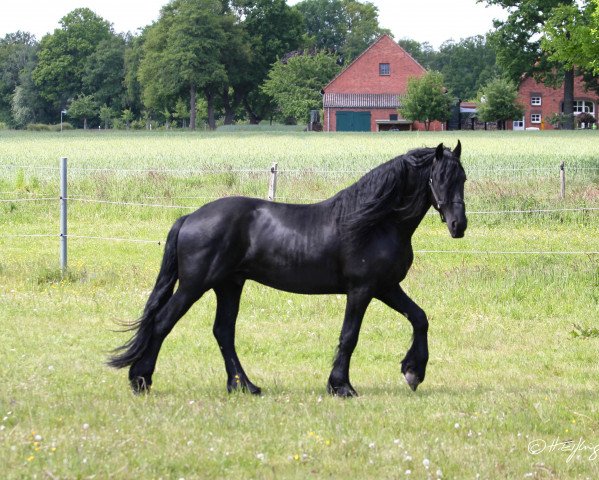 horse Fiete zu Bexten (Friese, 2016, from Fekke fan'e Waldsicht)