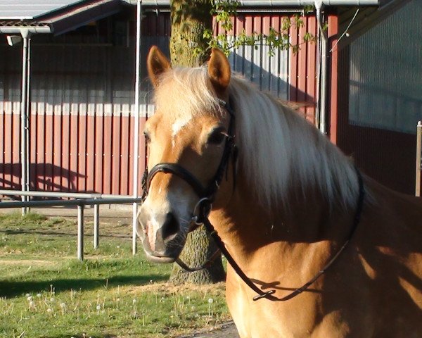 horse Nikita (Haflinger,  )