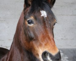 Springpferd Twister 171 (Deutsches Reitpony, 2005)