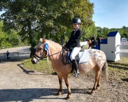 dressage horse Stippeltje (unknown, 2006)