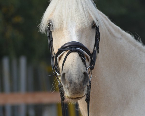 horse Clonlaras Bui (Irish Sport Horse, 2012, from Clonlara's Maam Hill Houdini)