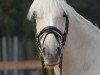 horse Clonlaras Bui (Irish Sport Horse, 2012, from Clonlara's Maam Hill Houdini)