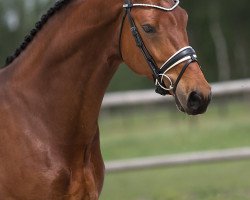 dressage horse Everest WS (Westphalian, 2015, from Escolar)