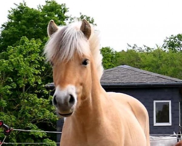 horse Drollsblakken (Fjord Horse, 2018, from Dylix)