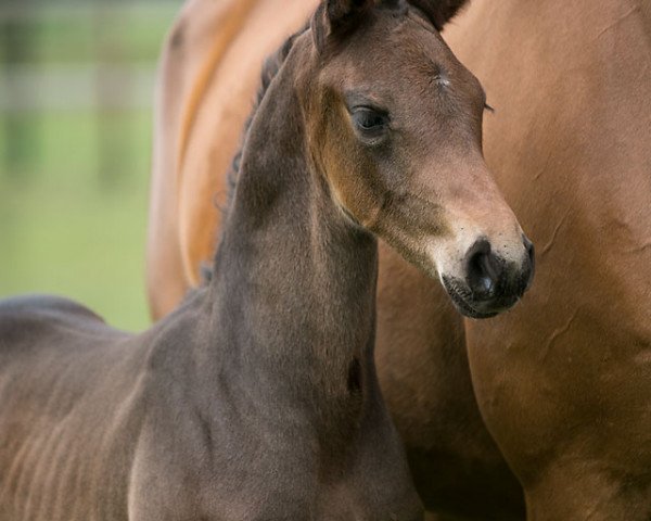 dressage horse Found love WS (Westphalian, 2019, from Foundation 2)