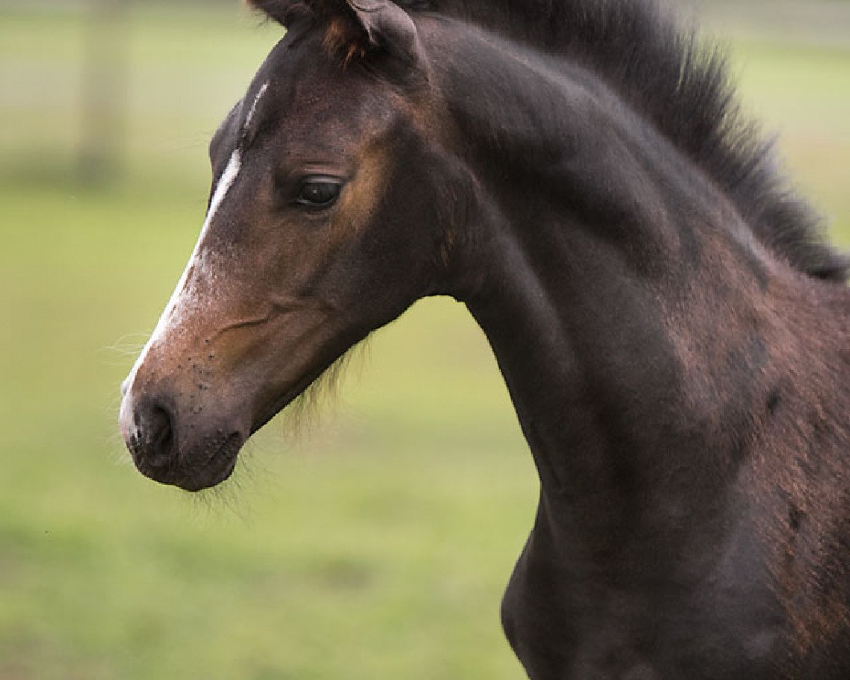 dressage horse Nigma WS (Westphalian, 2019, from Negro)