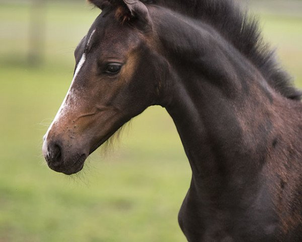 horse Nigma WS (Westphalian, 2019, from Negro)