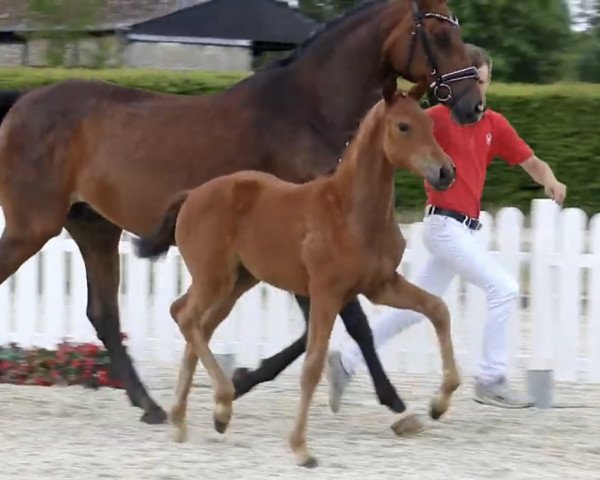 dressage horse Bella Allegra (Westphalian, 2019, from Baron)