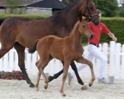 dressage horse Bella Allegra (Westphalian, 2019, from Baron)