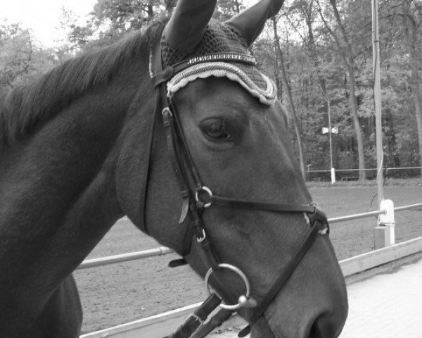 broodmare Noblesse 103 (Oldenburg, 1992, from Noble Champion)