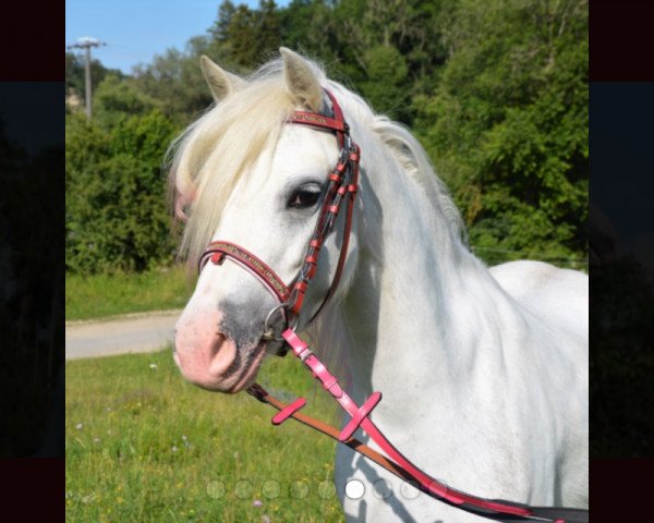 dressage horse Hope Lillywen (Welsh mountain pony (SEK.A), 2013)