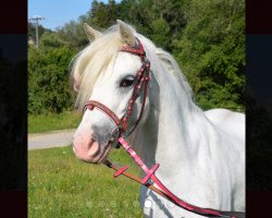 dressage horse Hope Lillywen (Welsh mountain pony (SEK.A), 2013)