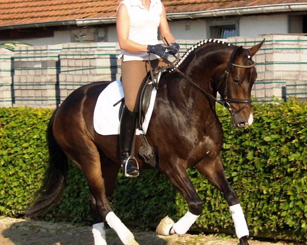Pferd Bolt (Westfale,  )