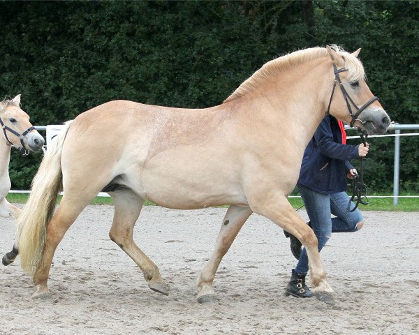 broodmare Lady Gaga (Fjord Horse, 2009, from Dexter)