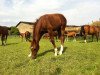 jumper Percy 288 (Hanoverian, 2015, from Perigueux)