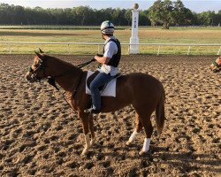 horse Blue Kentucky Girl xx (Thoroughbred, 2018, from Carpe Diem xx)