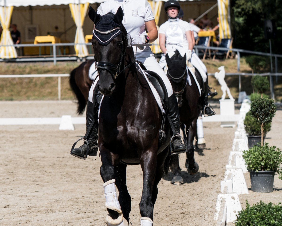 Dressurpferd St. Moritz Sunlight (Hannoveraner, 2011, von St. Moritz Junior)