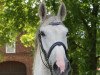 jumper Korano`s Kiss AW (German Sport Horse, 2012, from Korano B)