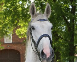 jumper Korano`s Kiss AW (German Sport Horse, 2012, from Korano B)