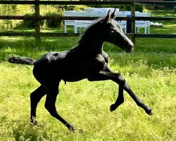 stallion Cornet de Reve ZD (Holsteiner, 2020, from Cornet Obolensky)