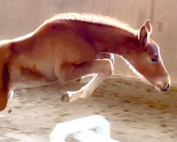 Springpferd Nero de Reve ZD (Holsteiner, 2020, von Nabab de Rêve)