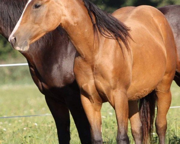 Pferd TJ Twistin Smart (Quarter Horse, 2018)