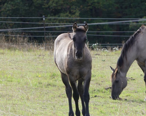 Pferd Grace Rockababy Dunit (Quarter Horse, 2019)