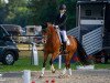 dressage horse Bjanko (German Riding Pony, 2007, from Best Boy)