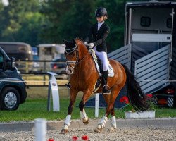 dressage horse Bjanko (Deutsches Reitpony, 2007, from Best Boy)