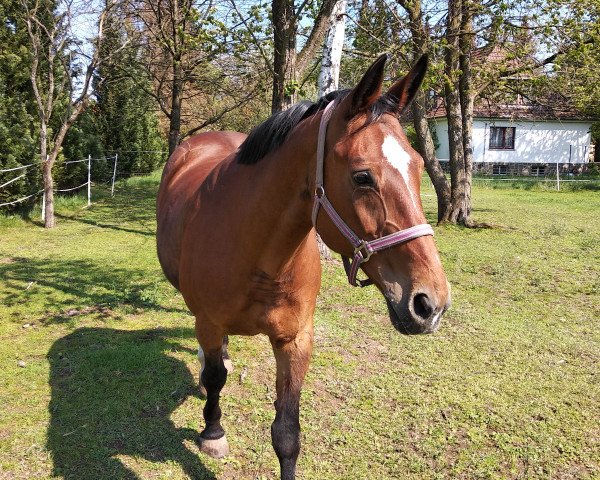 broodmare Alkantana (Hessian Warmblood, 1992, from Alpenkoenig)