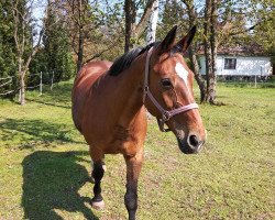 Zuchtstute Alkantana (Hessisches Warmblut, 1992, von Alpenkoenig)