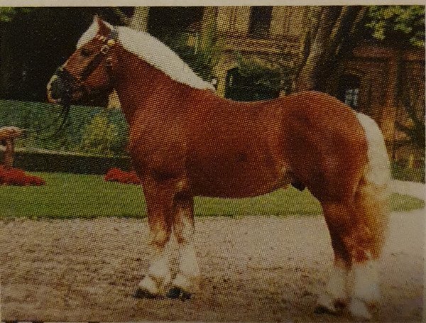 stallion Nelson (Rhenish-German Cold-Blood, 1997, from Nando)