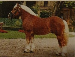 stallion Nelson (Rhenish-German Cold-Blood, 1997, from Nando)