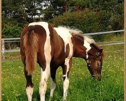 Pferd Catstones Poco Aiyana (Paint Horse, 2019, von Am Mad Max)