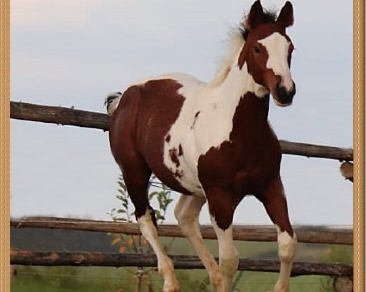 Deckhengst Catstones Yuma Olena (Paint Horse, 2019, von Am Mad Max)