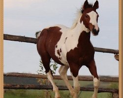 stallion Catstones Yuma Olena (Paint Horse, 2019, from Am Mad Max)