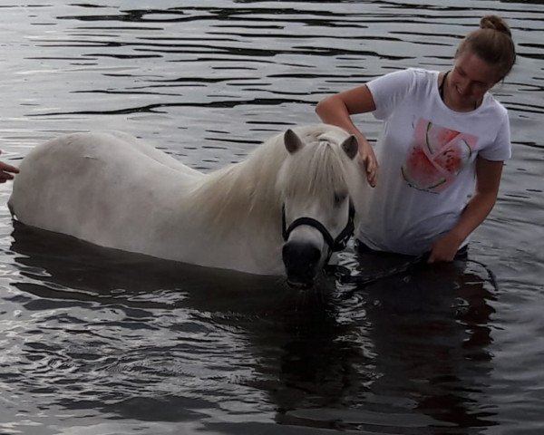 horse Chayenne 213 (Shetland Pony, 1994)